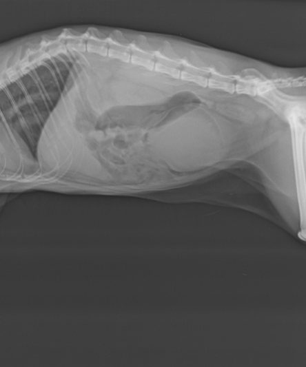 UB Filled with sediments colon enlarged