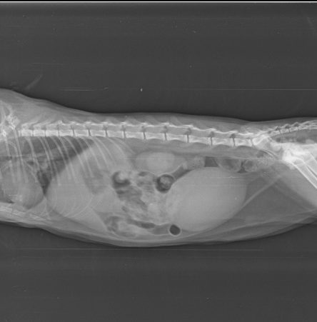 UB filled with sediments